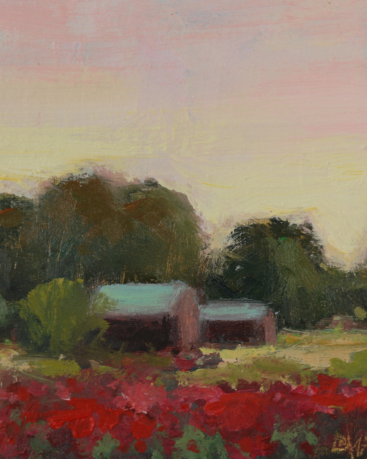 Sunset In Montaray Poppies
