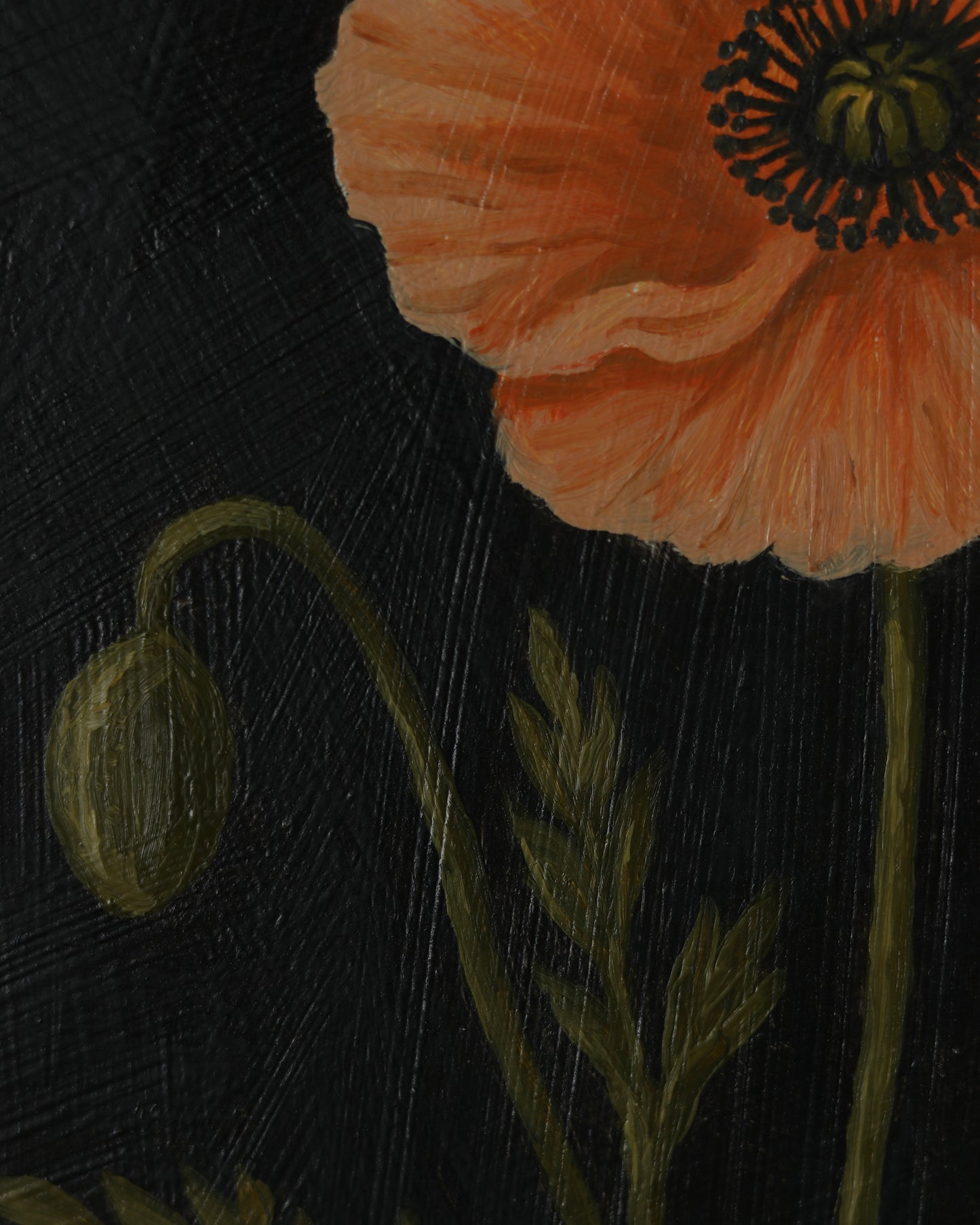Vintage Icelandic Poppy