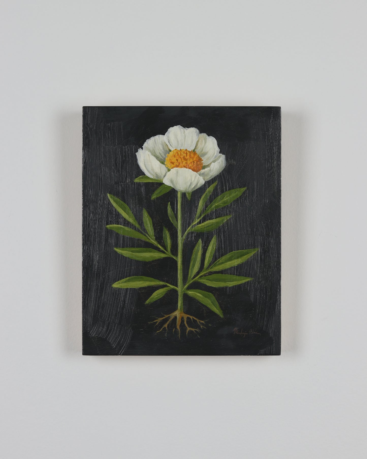 Vintage Claire De Lune Peony
