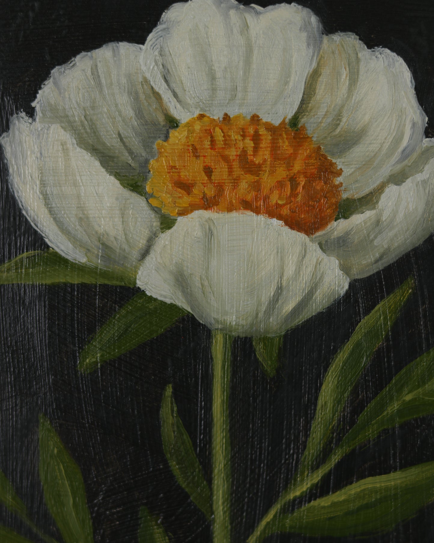 Vintage Claire De Lune Peony