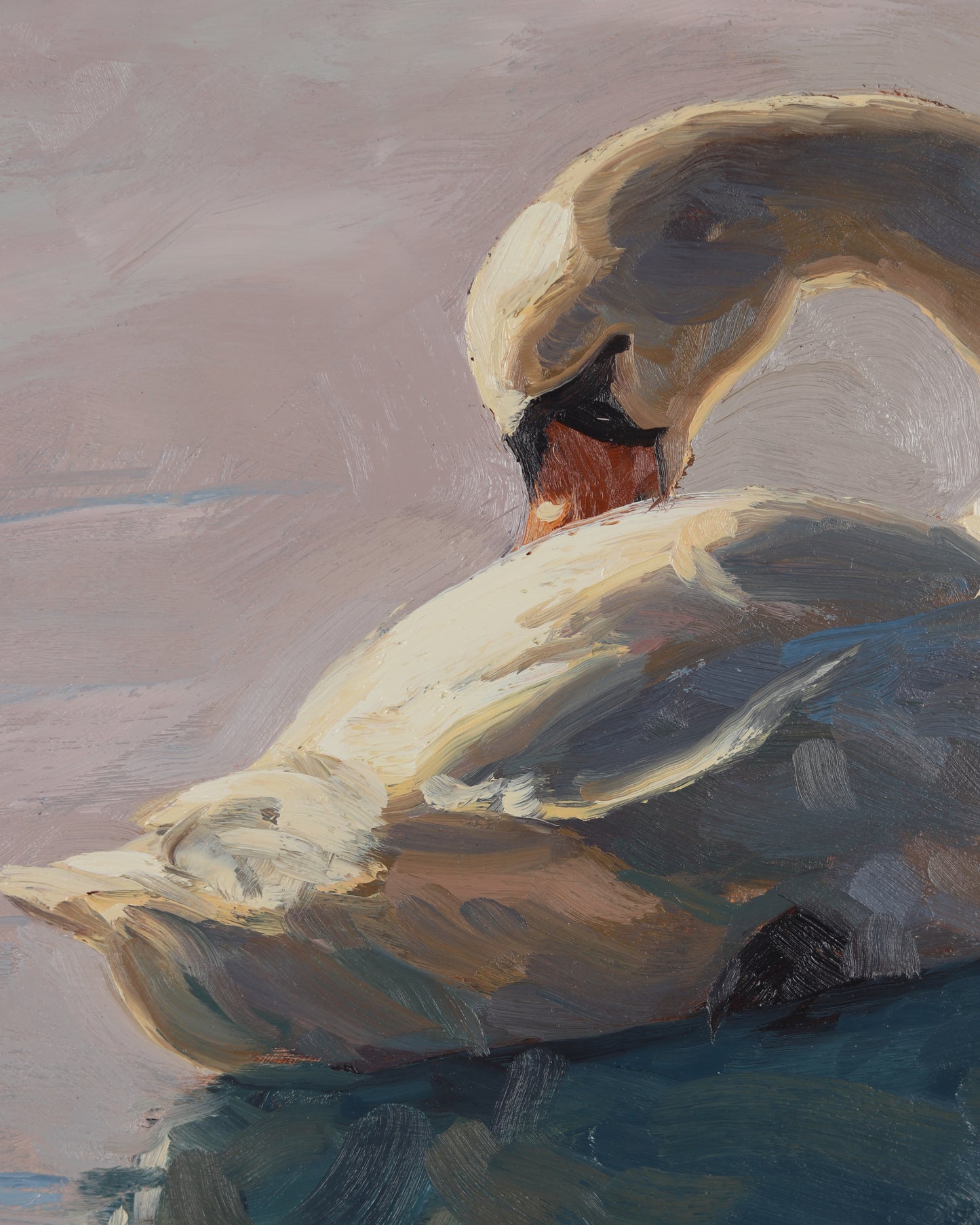 Swan